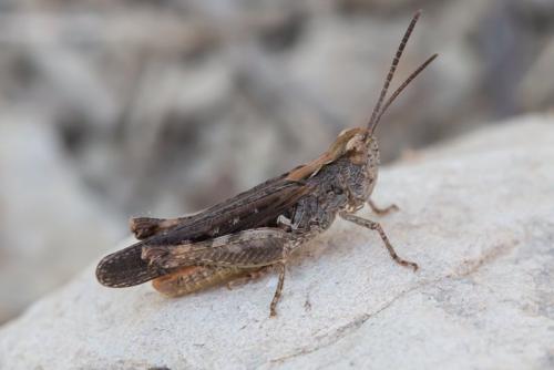Réf. 298 332 : Omocestus raymondi raymondi